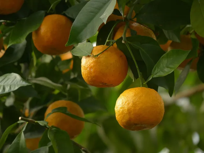 Orange trees in Seville